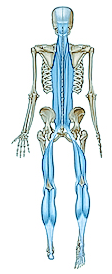 The Posterior Sagittal Chain